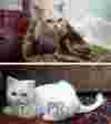  Фотографии до и после, показывающие как хороший дом может изменить кошек 