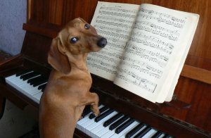 Что делала на пианино собака, когда хозяев не было дома