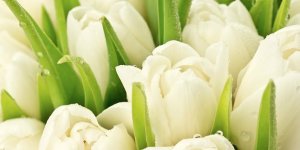 "Букет тюльпанов" - трагический случай из жизни