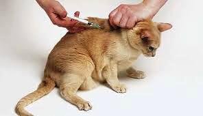 Как самостоятельно сделать укол кошке