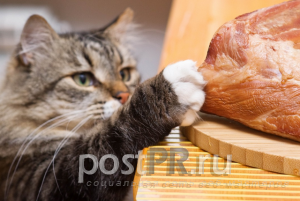 Чем кормить кошку: cухой корм или еда со стола