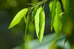 Открой секреты эвкалипта: что лечат его листья