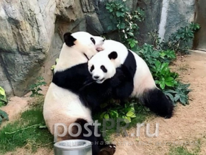 У людей коронавирус, у животных секс. В зоопарке Китая панды повлюблялись 
