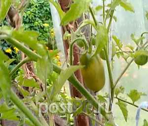 Как увеличить урожайность помидоров в августе