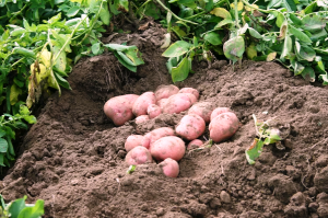 Невиданный урожай картошки второй год