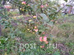 Как добиться ежегодного плодоношения яблонь