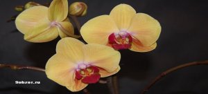 Орхидея фаленопсис уход в домашних условиях после покупки