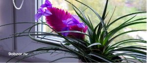 Тилландсия- воздушное растение: уход и разведение в домашних условиях