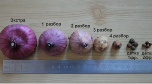 Размер луковиц гладиолусов и их донце имеют значение