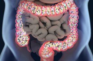 Микробиом кишечника: микроорганизмы внутри нас