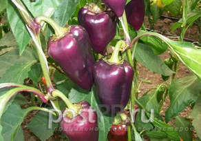 Фиолетовый окрас плодов - перец сорта Бухарест удивил цветом