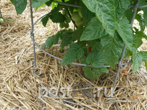 Как продлить плодоношение томатов в теплице осенью