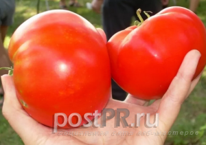 Обзор сорта томатов Космонавт Волков: плюсы и минусы сорта