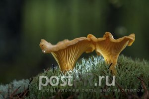 Чем полезны грибы лисички